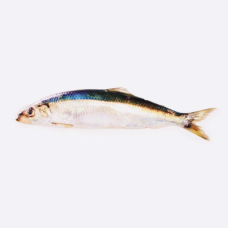 Śledź cały - 1kg