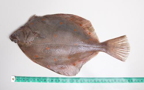 Gładzica bałtycka cała - niepatroszona (200 g+)