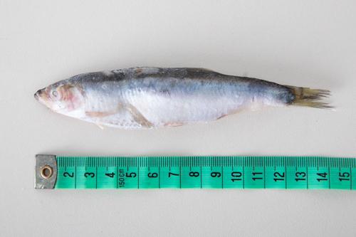 Szprotki bałtyckie - karton 5 kg - IQF - glazura techniczna