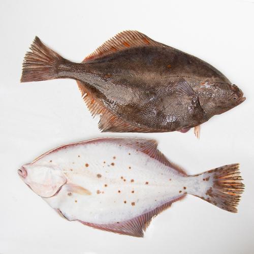 Flądra w całości - 1kg