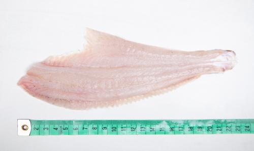 Flądra - filet (20-40 g, 40-70 g, 70g+)