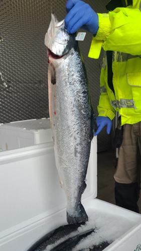 Łosoś bio z głową - patroszony (4-5kg) - pochodzenie Wyspy Owcze