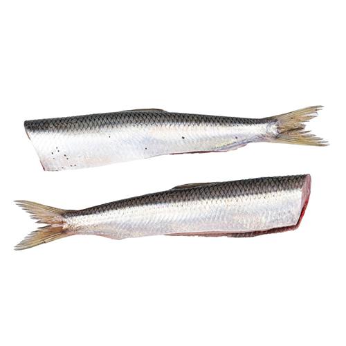 Śledź tusza - 1kg