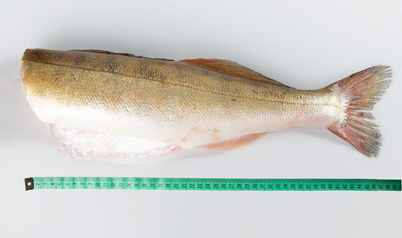 Sandacz tusza