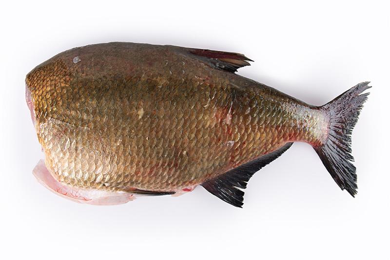 Leszcz tusza