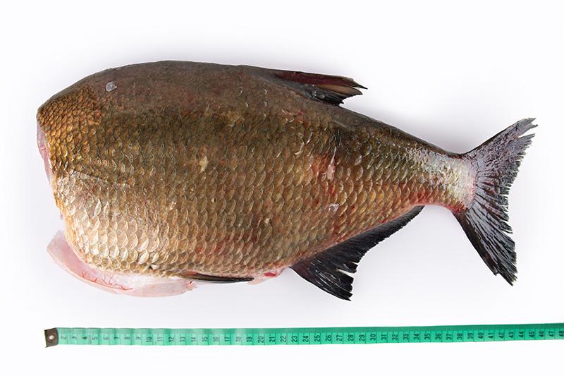Leszcz tusza