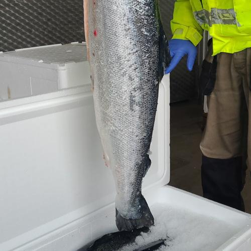 Łosoś bio z głową - patroszony (4-5kg) - pochodzenie Wyspy Owcze