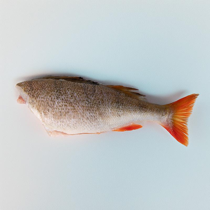 Okoń tusza